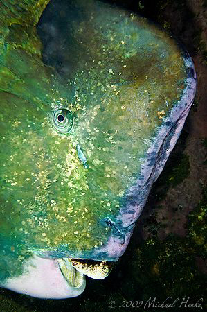Bumphead parrotfish (Bolbometopon muricatum) - Nikon D300... by Michael Henke 