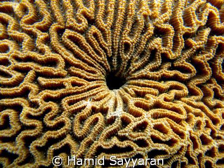 coral by Hamid Sayyaran 