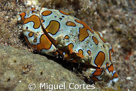 Harlequin crab. by Miguel Cortes 