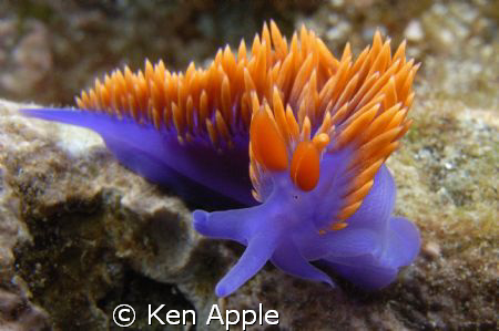 The Spanish Shawl, Flabellina iodinea.  Taken on the back... by Ken Apple 