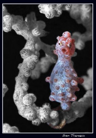 Pygmy seahorse, Hippocampus bargibanti by Sven Tramaux 