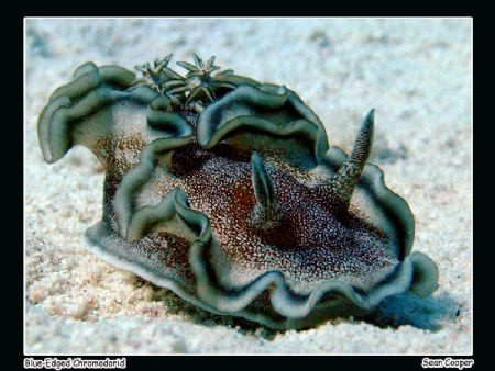 Blue-Edged Glossodoris, taken at Marsa Bareika, Ras Moham... by Sean Cooper 