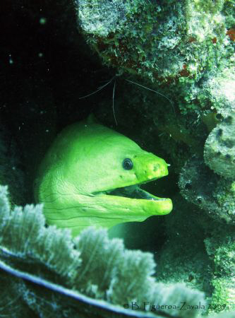 Green Moray and cleaning shrimp, Puerto Morelos, Riviera ... by Baruch Figueroa-Zavala 
