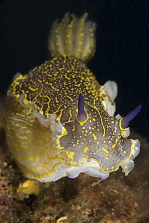 Hypselodoris picta taken with Canon eos 5d and macro 100m... by Miro Polensek 