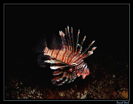 Shot taken during the early morning dive, 6:30 am - and i... by Daniel Strub 
