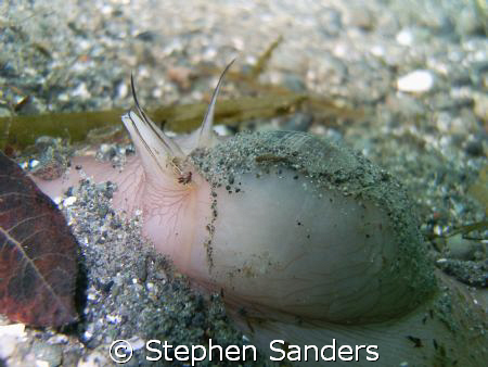the subject of the image is a moon snail. the picture was... by Stephen Sanders 