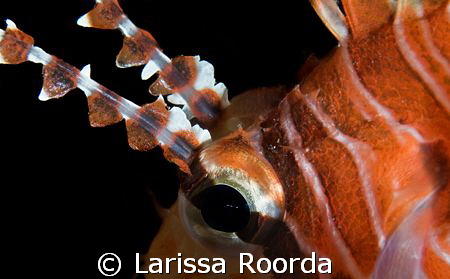 L"eye"onfish. by Larissa Roorda 