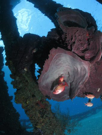 Nice reef panorama in a good viz day at the Crash Boats p... by Juan Torres 