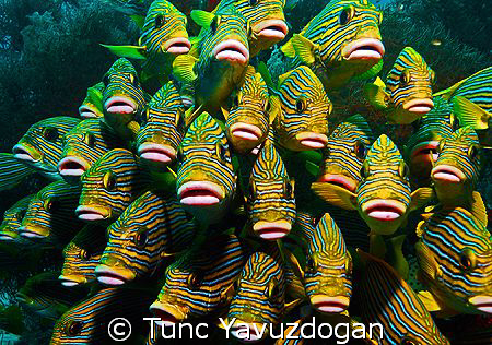 Ooooh Pick me, No Pick Me , me Please ...... by Tunc Yavuzdogan 