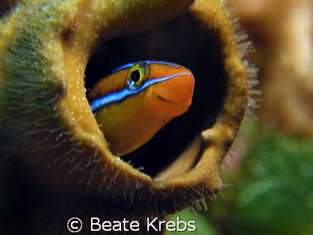 Good morning neighbor !
Taken at Wakatobi with double CL... by Beate Krebs 