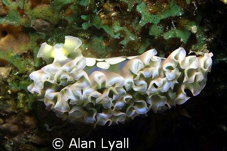 Lettuce slug - Bonaire - Canon EOS350D; EF-S 60mm; single... by Alan Lyall 