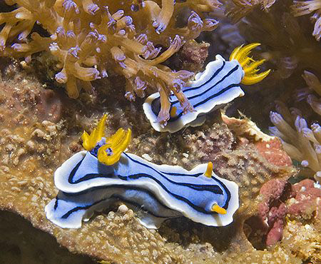 Chromodoris lochi in Anilao. by Jim Chambers 