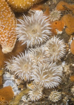 Actinothoe sphyrodeta. Menai straits. D200, 60mm. by Derek Haslam 