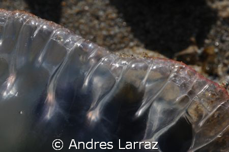 SILUETE..
Man o'war by Andres Larraz 