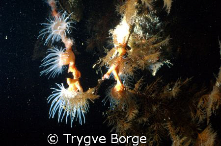 Night dive at Tistlegorm by Trygve Borge 