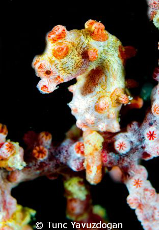 60 mm + Wetdiopter plus a little crop :) by Tunc Yavuzdogan 