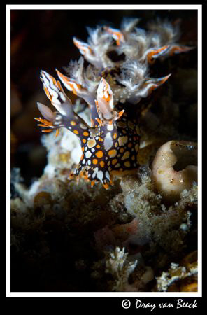 Bornella-anguilla



 by Dray Van Beeck 