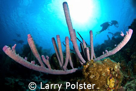 D300, Tokina 10-17, Bonaire by Larry Polster 