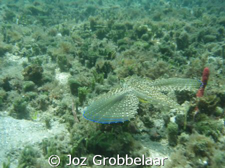 Gurnard spreading it's wings fins? by Joz Grobbelaar 