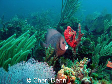 This was taken on a Nekton Pilot divesite known as Rocky ... by Cheri Denn 