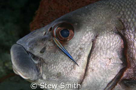 some cleaning going on. 60mm macro by Stew Smith 