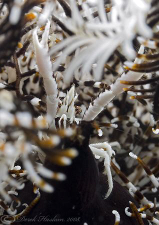 Criniod squat lobster. Lembeh straits. D200, 60mm. by Derek Haslam 