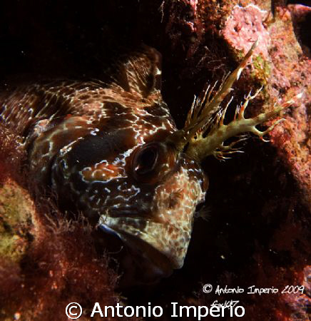 The bavose, fish with horns by Antonio Imperio 