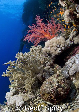 spot the stonefish on the wall at Elphinstone reef by Geoff Spiby 