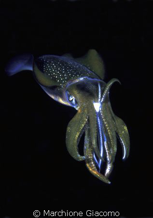 Night Hunter: Nikon D100, 105 micro,twin strobo
Lembeh S... by Marchione Giacomo 
