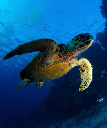 Red Sea , 10.5mm Nikon D80. by Andy Kutsch 