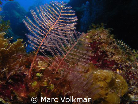 small branch corals hug the reef at Palancar Horseshoe di... by Marc Volkman 