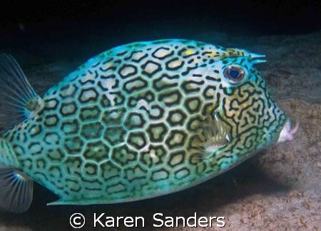 Cowfish on a night dive.  You can see the scratches on th... by Karen Sanders 