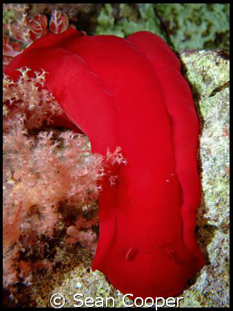 Spanish dancer taken at Ras Umm Sid on a night dive. by Sean Cooper 