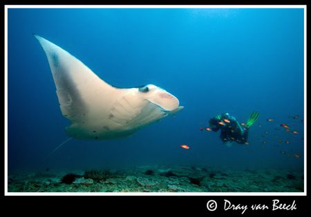 Karin and Manta. by Dray Van Beeck 