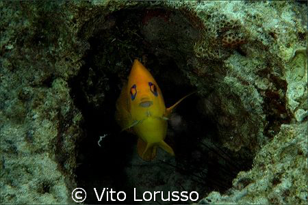 Fishs by Vito Lorusso 