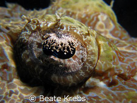Crocodile eye, taken at Wakatobi with Canon S70 and doubl... by Beate Krebs 