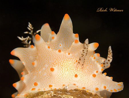 Halgerda Batangas in Anilao.  Canon G9/Ikelite DS160/UCL165. by Richard Witmer 