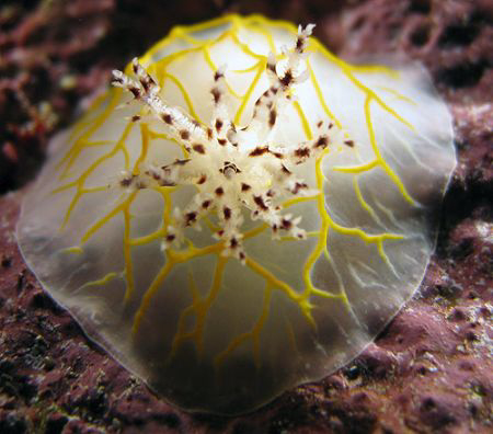 Nudi, Saipan Grotto by Martin Dalsaso 