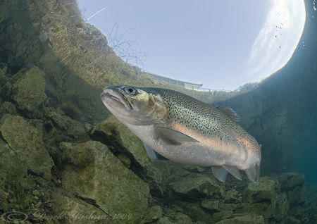 Trout. Capernwray. by Derek Haslam 