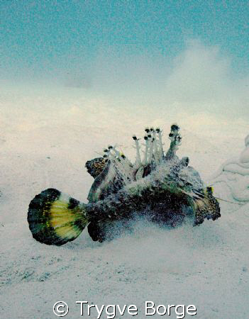 Red Sea Walkman 
(Filamenteed Devilfish Inimicus Filamen... by Trygve Borge 
