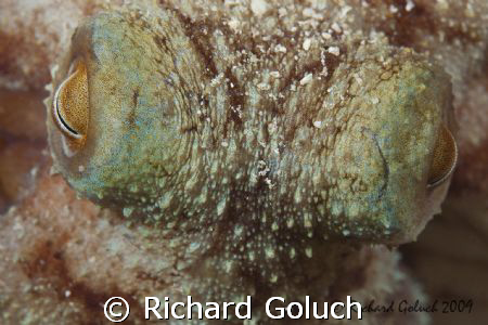 Eyes of the Octopus-Bonaire-Canon 5D 100 mm macro,no crop... by Richard Goluch 