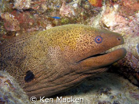 Taken with Olympus SP550 and SeaLife strobe by Ken Macken 