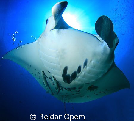This is the view you get at manta point in raja ampat.
J... by Reidar Opem 