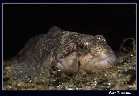 A European bullhead, Cottus gobio by Sven Tramaux 