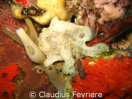 Frogfish by Claudius Fevriere 