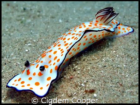 Beautiful Risbecia. Taken at Marsa Bareika. by Cigdem Cooper 