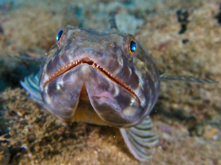 Sand diver by Juan Torres 
