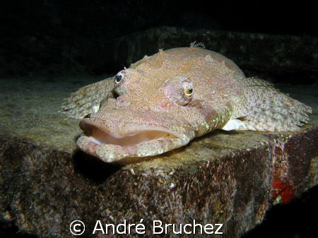 Poisson Crcodile, sur l'épave du Thistlegorm. by André Bruchez 