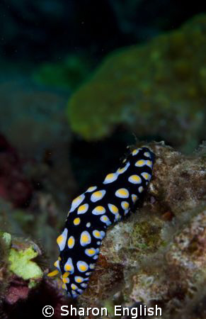Nudi by Sharon English 