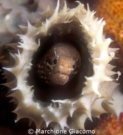 Surprise. Nikon D100, 60 micro, twin strobo
Mabul Island by Marchione Giacomo 